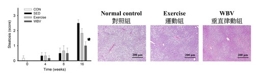 長庚大學崔博翔教授在動物研究中發現,垂直律動組的脂肪肝有顯著改善。