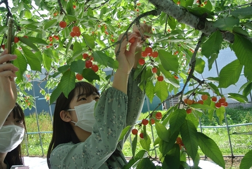 日本姊妹校青森中央學院大學學生示範現場摘櫻桃之情形。