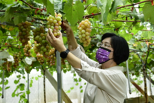 縣長採收葡萄
