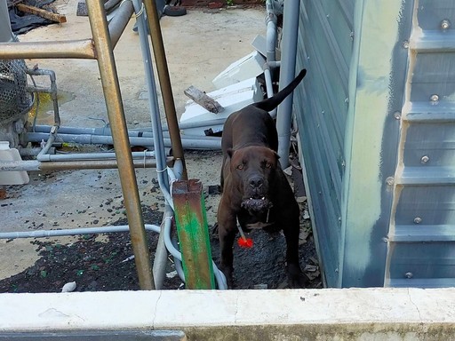 黑幫最愛猛犬卡斯羅現蹤布袋，動保員冒險吹箭成功捕抓