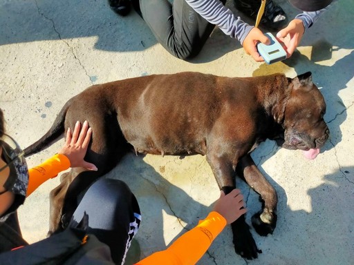 黑幫最愛猛犬卡斯羅現蹤布袋，動保員冒險吹箭成功捕抓