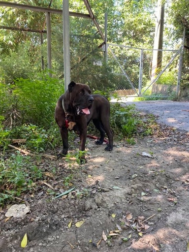 黑幫最愛猛犬卡斯羅現蹤布袋，動保員冒險吹箭成功捕抓