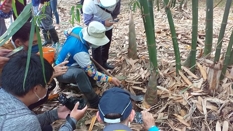 南華大學大林旅遊踩線團開發深度農業觀光新體驗，參加者化身竹農，體驗採收竹筍。