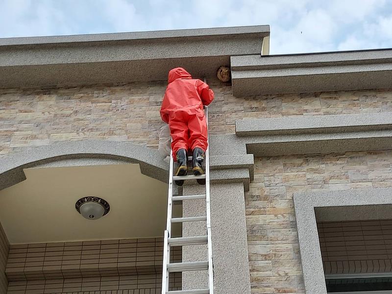 嘉義縣捕蜂、抓蛇及野生動物救援委外執行 民眾可撥打119求助