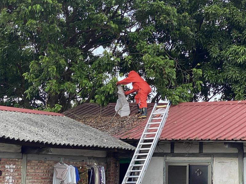 嘉義縣捕蜂、抓蛇及野生動物救援委外執行 民眾可撥打119求助