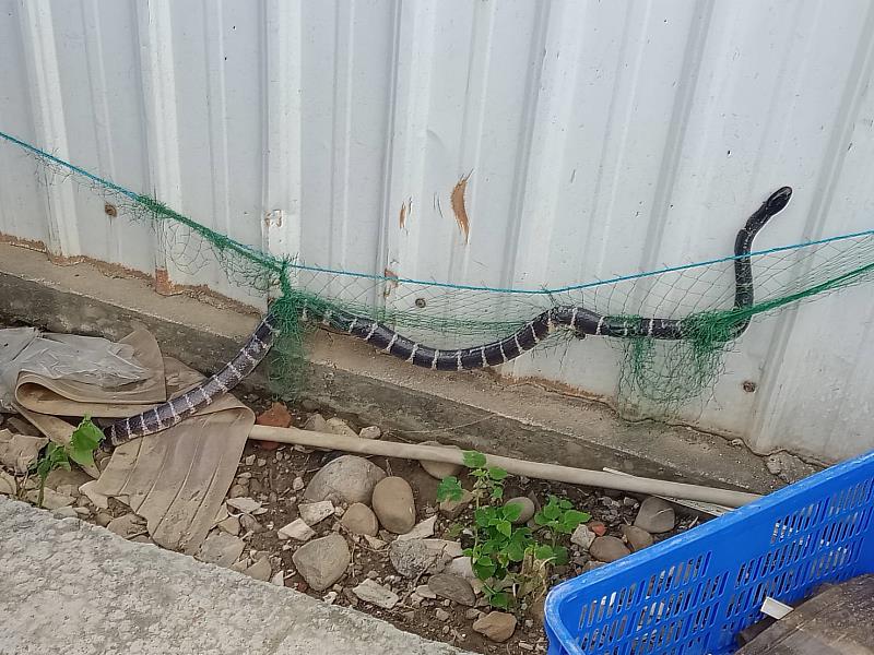 嘉義縣捕蜂、抓蛇及野生動物救援委外執行 民眾可撥打119求助