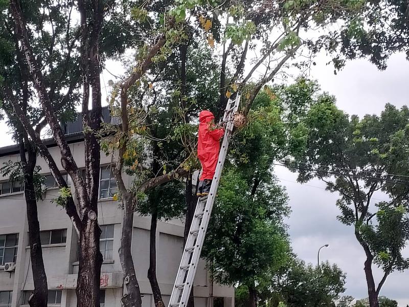 嘉義縣捕蜂、抓蛇及野生動物救援委外執行 民眾可撥打119求助