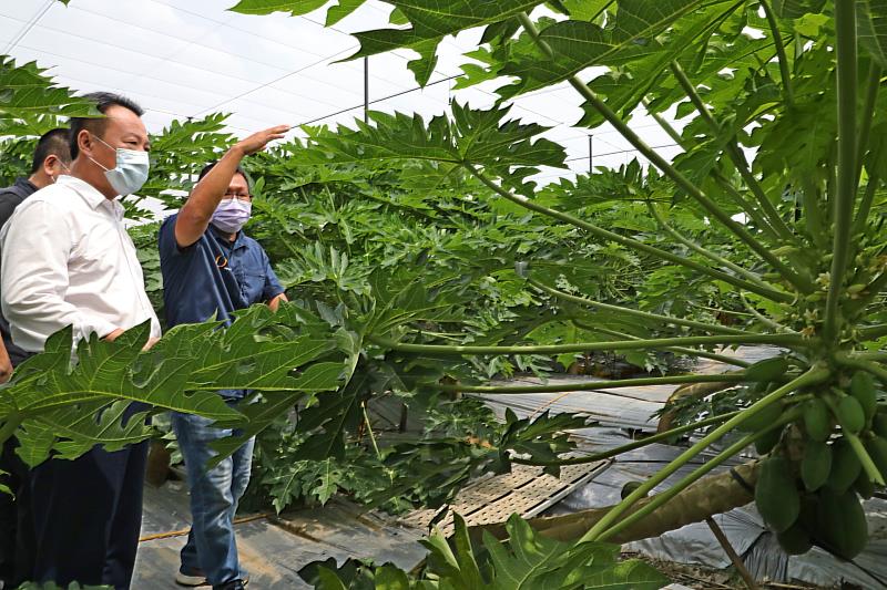 翁縣長訪視悠沃農場如何以智慧科技農業栽植木瓜