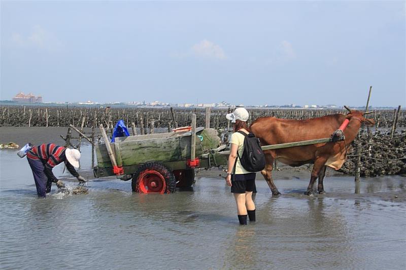 海牛