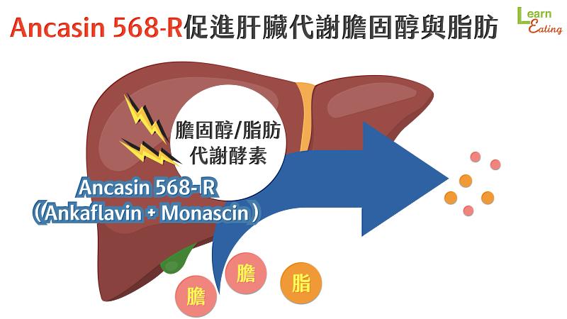 Ankascin 568-R 促進肝臟代謝膽固醇與脂肪