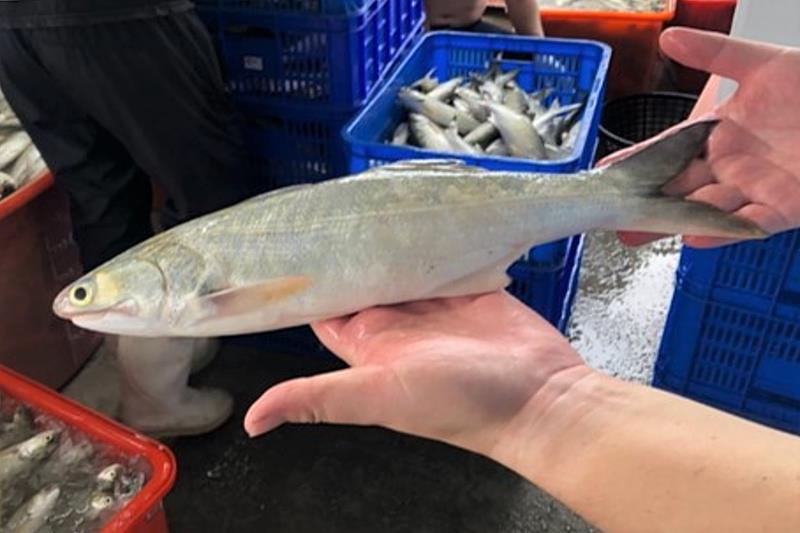 現場採收午仔魚，因體型修長健美、體色帶金黃色而以【金澄午】作為商標名