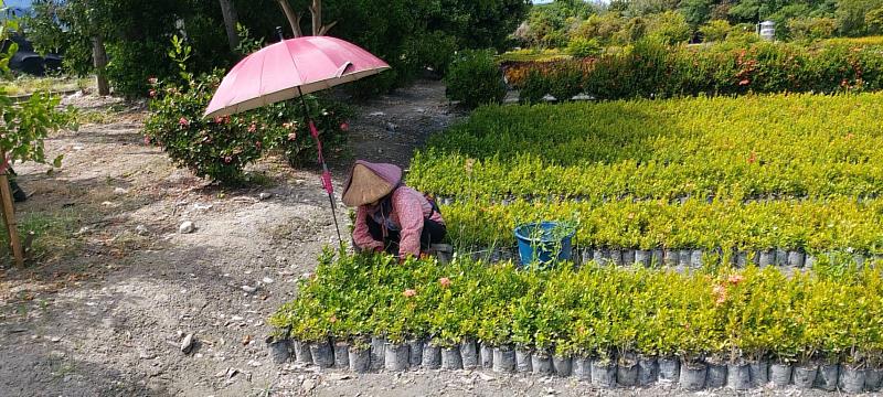 植樹綠化好處多！台東縣府歡迎縣民免費領取苗木，一起來種樹！