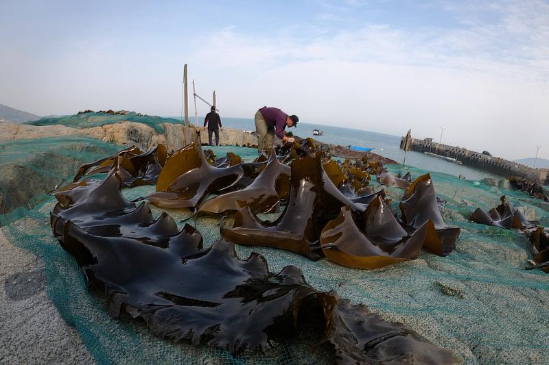 馬祖北竿漁民採收當地海域人工養成的海帶，於岩岸上以日光曬乾 攝影 李偉任(海洋生技系學生)