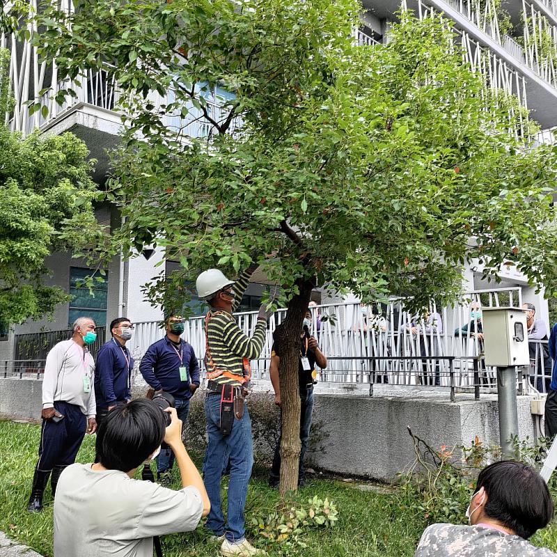 縣府將修正「行道樹及喬木修剪作業規範」回應民眾愛護樹木的期待