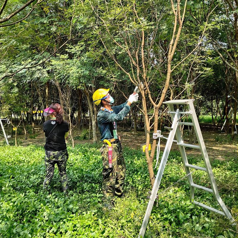 縣府將修正「行道樹及喬木修剪作業規範」回應民眾愛護樹木的期待