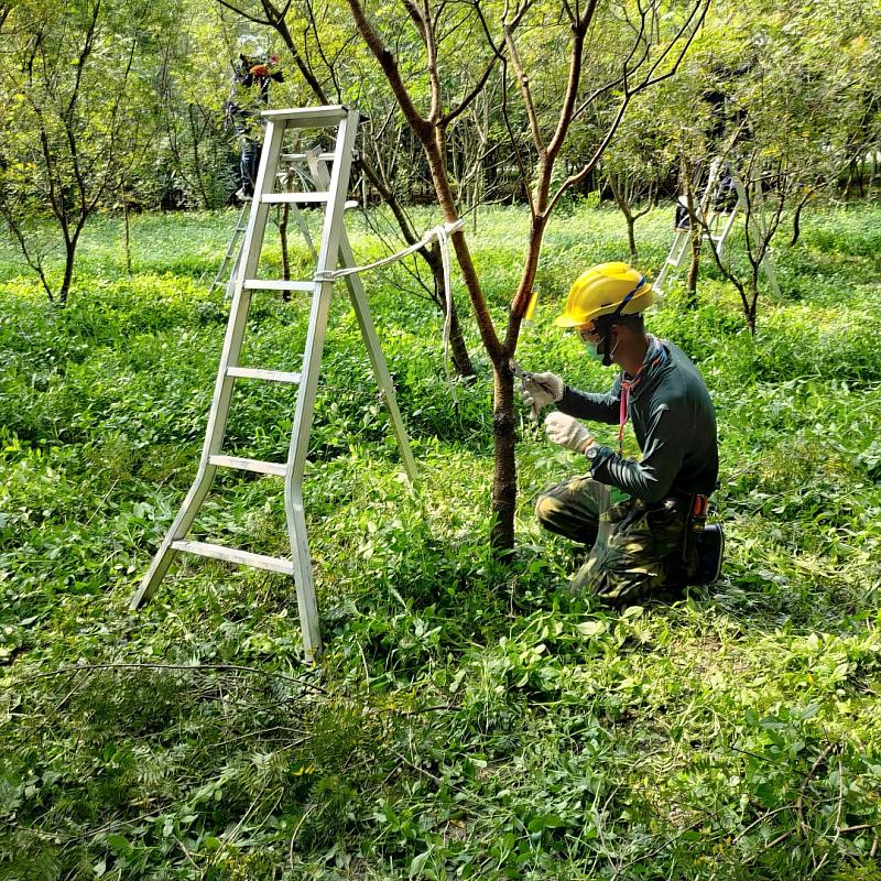 縣府將修正「行道樹及喬木修剪作業規範」回應民眾愛護樹木的期待