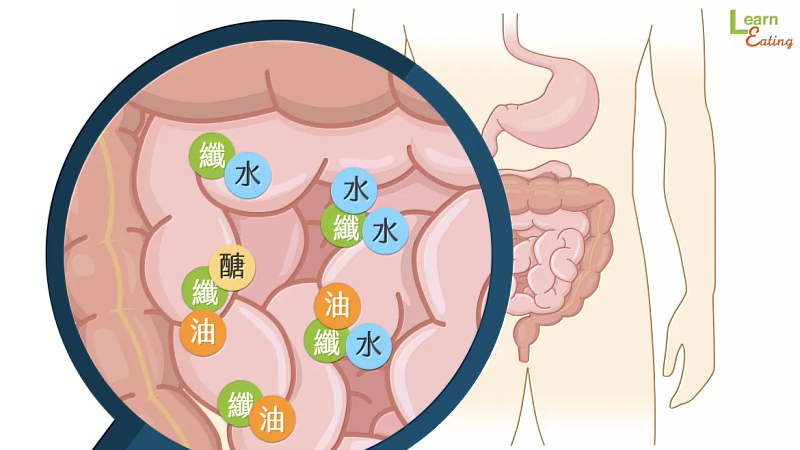 膳食纖維能吸附水分幫助排便