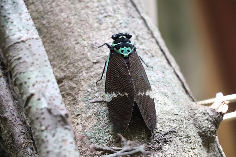 臺灣爺蟬為臺灣蟬中體型最大的，背面美麗的花紋也是其特色