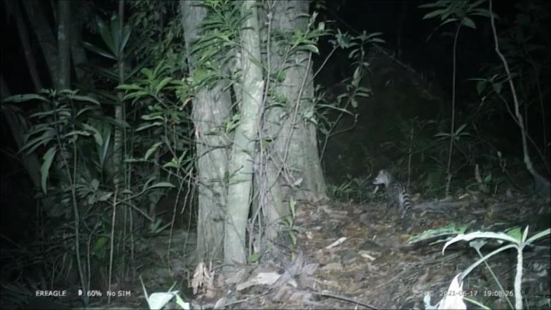 於臺灣爺禪棲地拍攝到麝香貓寶寶出沒的身影