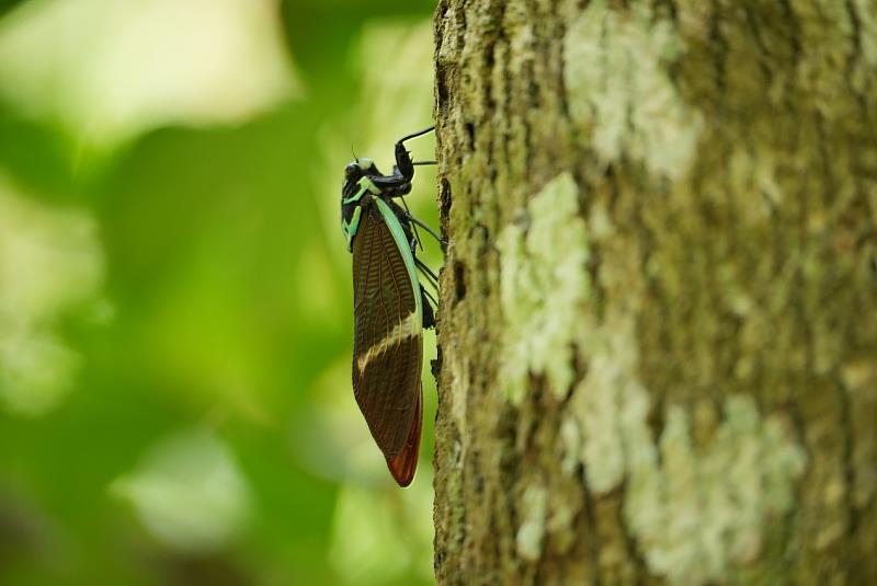 臺灣爺蟬產卵畫面