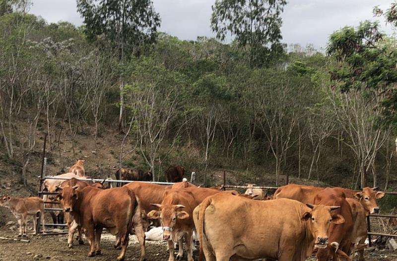 台東縣府重申縣內牛隻須釘掛耳標及省道旁2百公尺內不可養牛隻 最高可罰6萬元