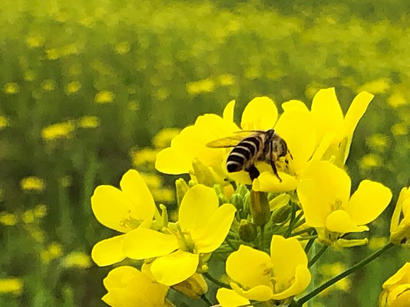 蜂蝶嬉遊黃花叢