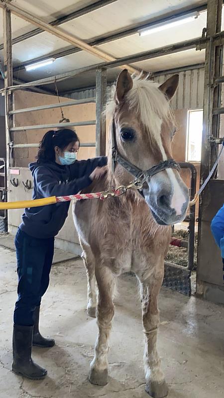 興大獸醫系特殊選才新生鍾宇柔高中時期至台灣馬術治療中心實習