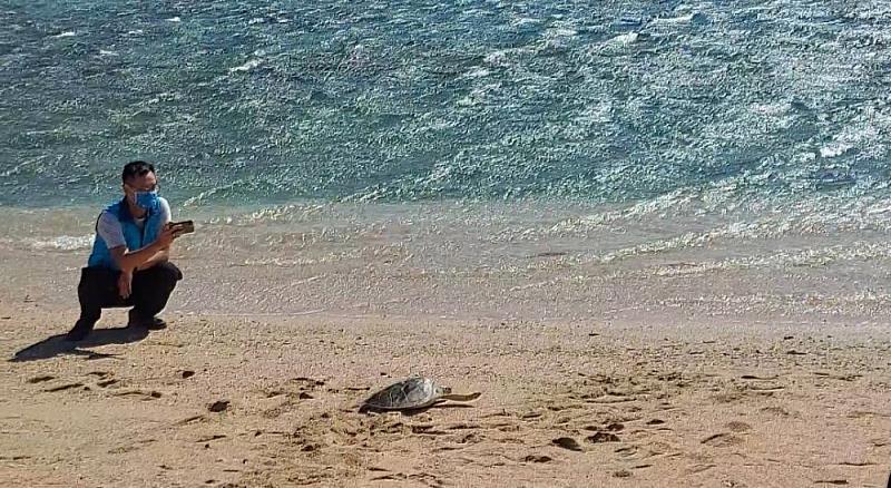 環境保育行動刻不容緩  眾人攜手為救傷海龜祝福