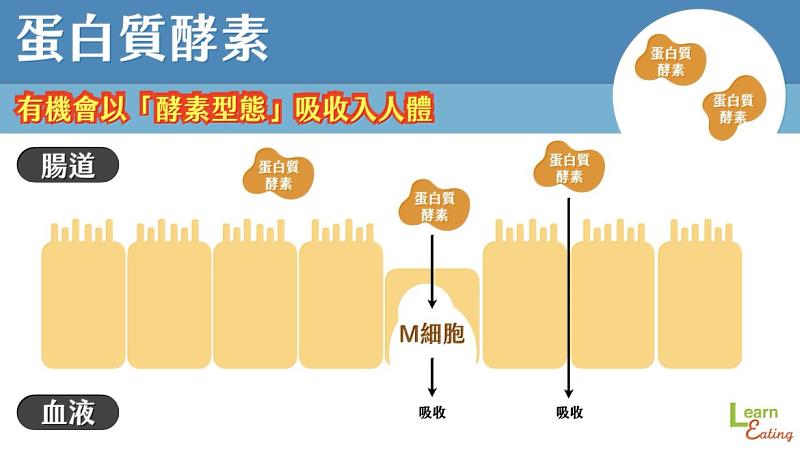 水果酵素是可完整被人體吸收進體內