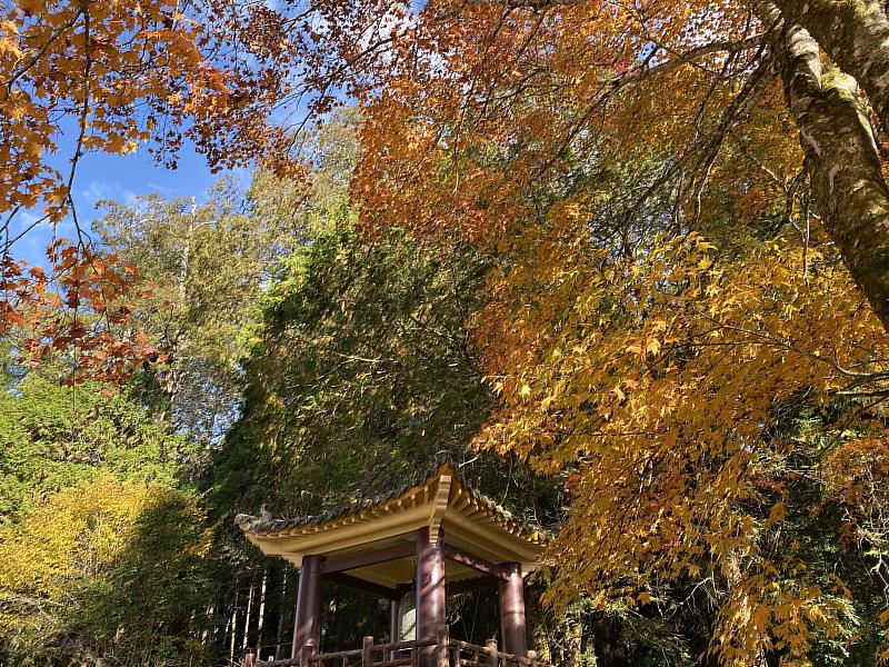 慈雲寺鐘樓周邊的青楓也是園區內不可錯過的楓紅秘境