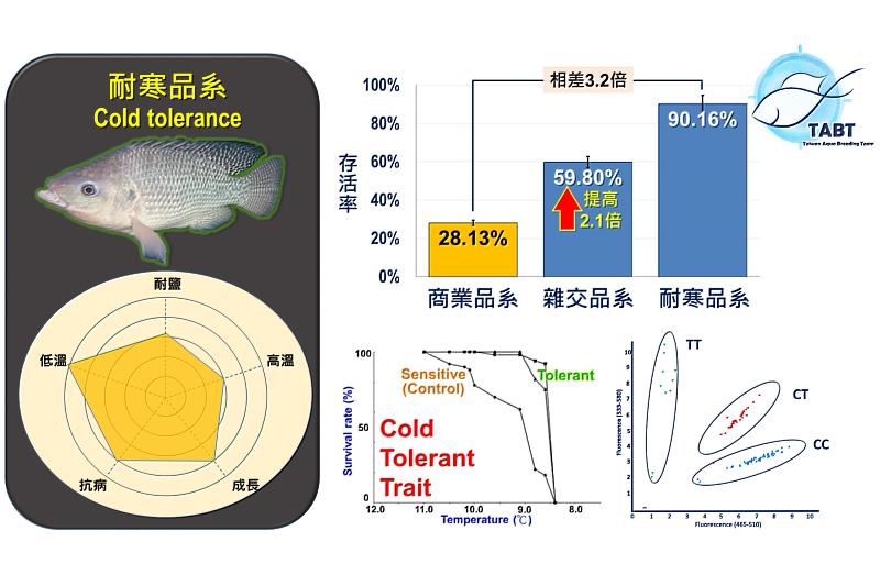 TABT長期對臺灣鯛耐寒品系功能基因體分子標記與人工智慧辨識等精準選育科技平台進行深度研究