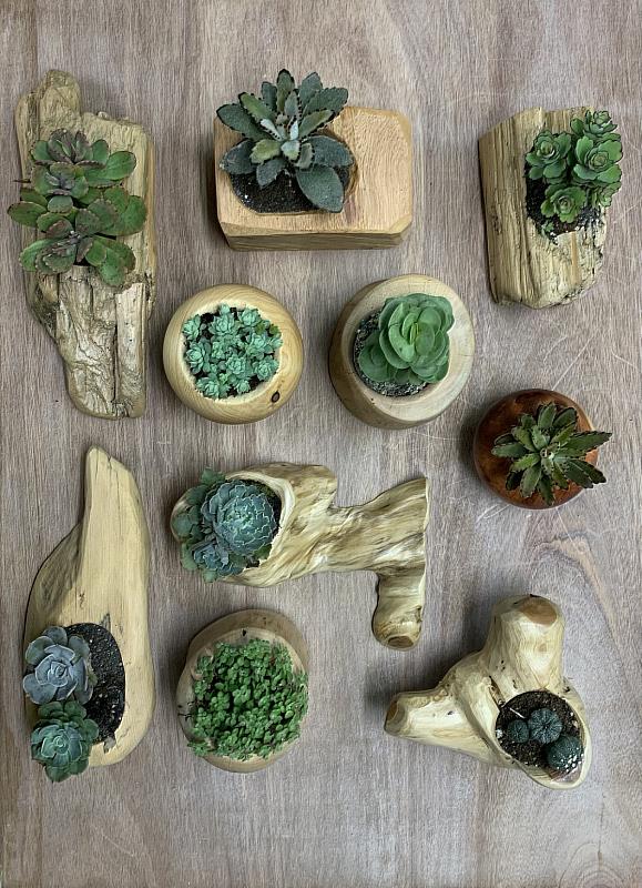 原木多肉盆栽展示照