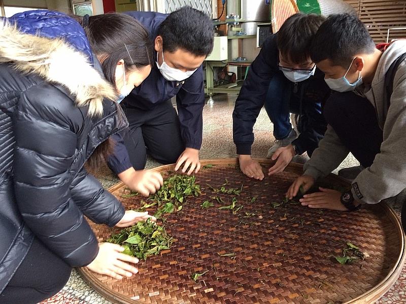 同學們一同體驗製茶工序中的「揉捻」，用手搓揉茶葉。