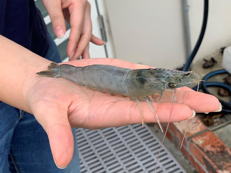 透過餵食特製的新型態碳化奈米膠體可大幅提升蝦子存活機率