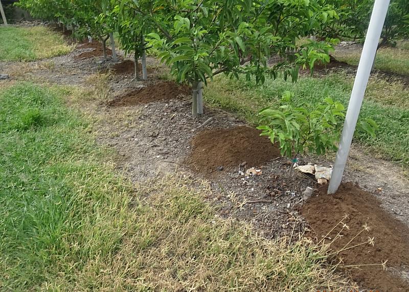 維護臺東優質環境 環保局輔導農友使用合理化施肥 防治異味更徹底