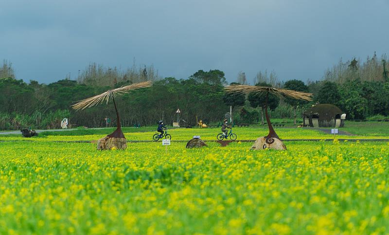 平森照片-大面積舖滿金黃油菜花為底色，襯托創作家達鳳‧旮赫地為故鄉太巴塱創作「永恆的忻星」之藝術品。