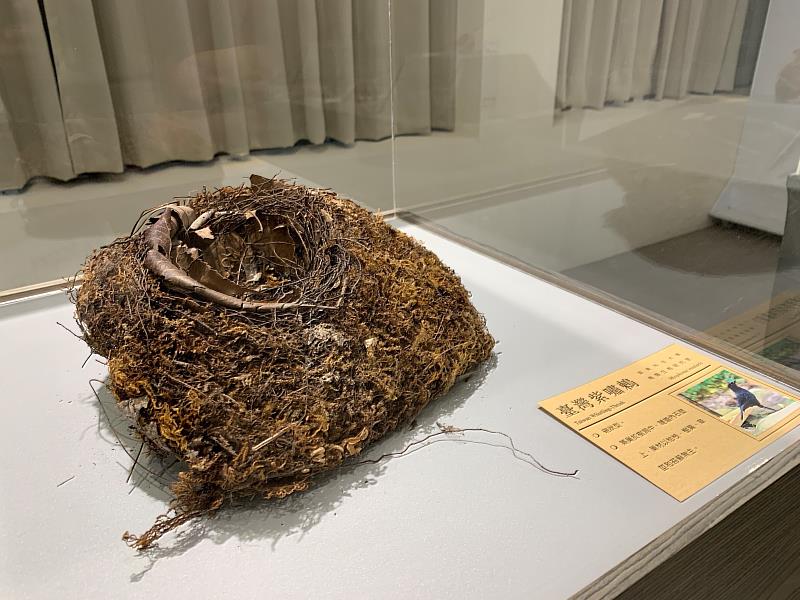 東石生態展示館展出各式鳥巢標本及照片，邀請民眾見證鳥兒的都市計畫（圖為台灣紫嘯鶇鳥巢）