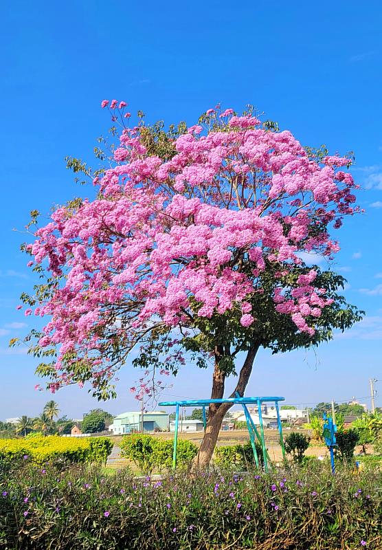 頷園之花盛開 大林明華溼地園區走春去
