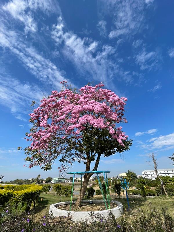 頷園之花盛開 大林明華溼地園區走春去