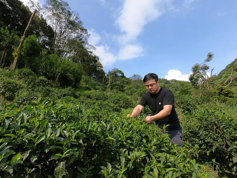 大埔製茶廠-製茶倉管人員招募