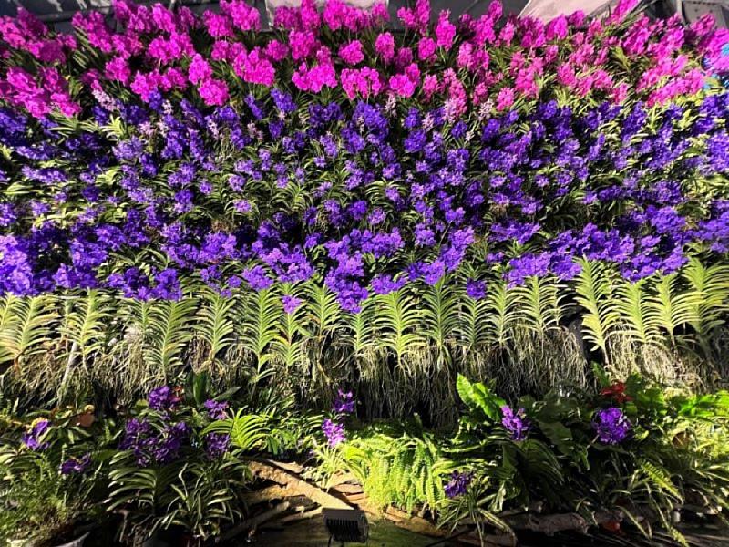 春遊屏東熱博浪漫花海好吸睛