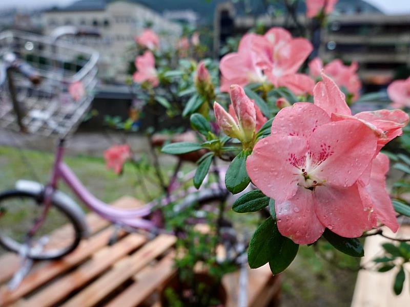 現場花聚落一角