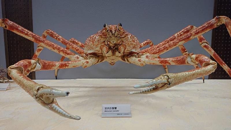 臺灣海洋生態多樣性豐富，蝦蟹種類多達全世界所有種類的十分之一，圖為世界上現存體型最大的甲殼動物-甘氏巨螯蟹