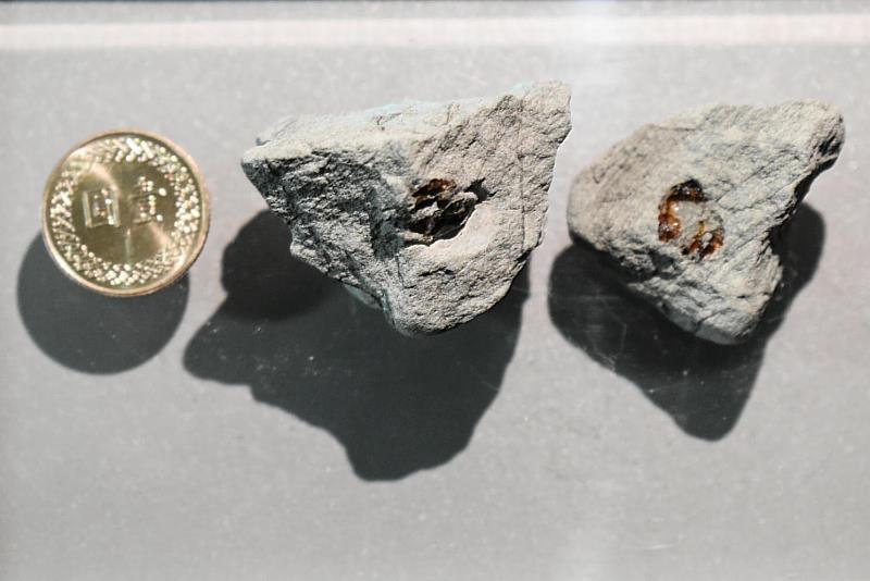 臺灣東部發現的「化石樹脂（琥珀）」經化學分析以後，發現這是臺灣現今不存在的「龍腦香科」植物樹脂，可依此推測台灣的地質歷史發展，國立自然科學博物館提供