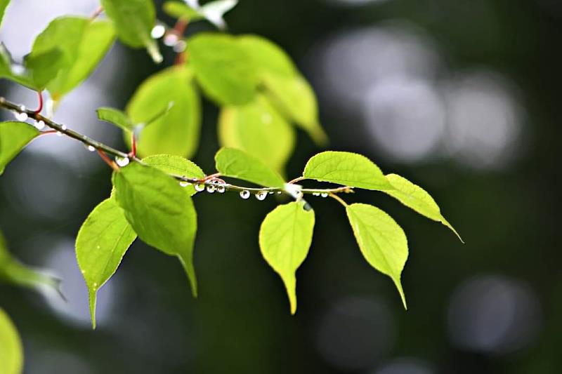 「梅好時光」主題活動3月7日開始報名