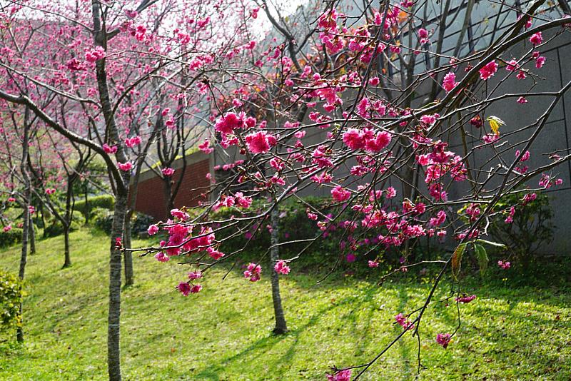 大葉大學校園裡的櫻花盛開