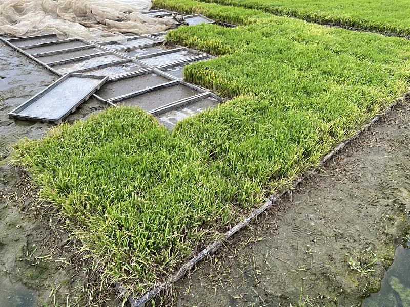 嘉義縣溪口鄉水稻秧苗受寒害 將申請現金救助