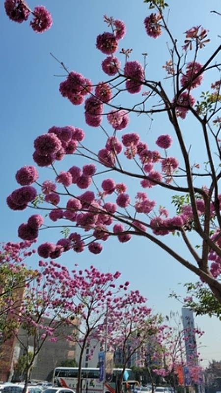 洋紅風鈴木的花語「美麗、愛戀」之意，遠觀近看都能感受幸福愛意。