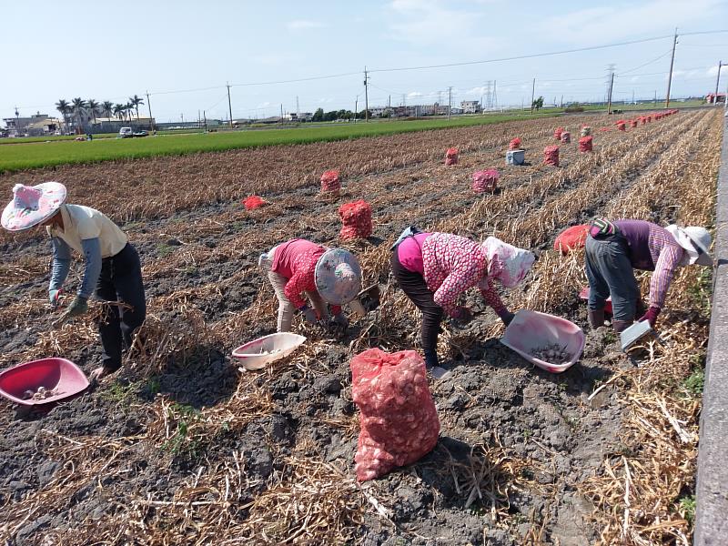 國產大蒜採收