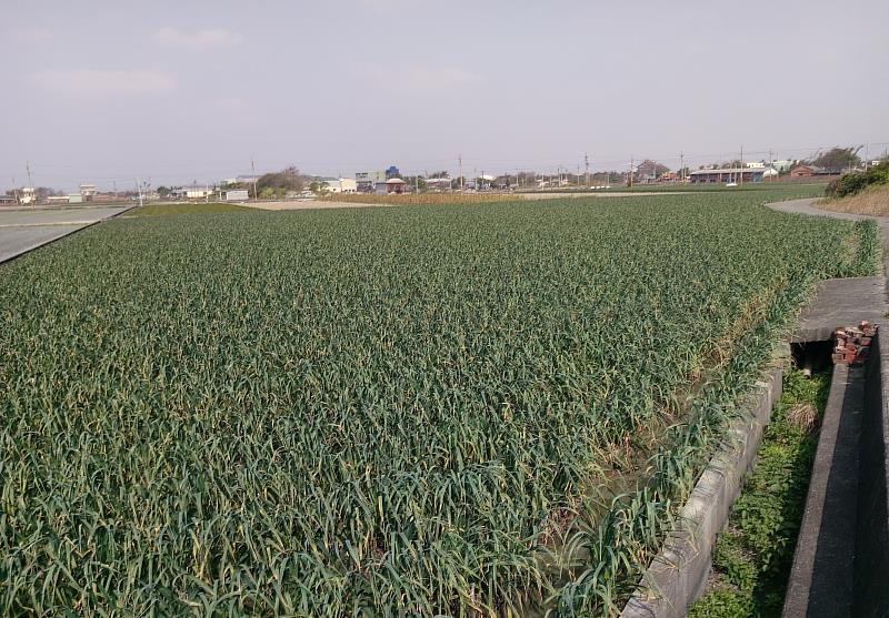 國產大蒜即將上市請消費者細心品嚐